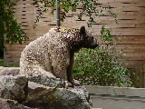 Braunbär